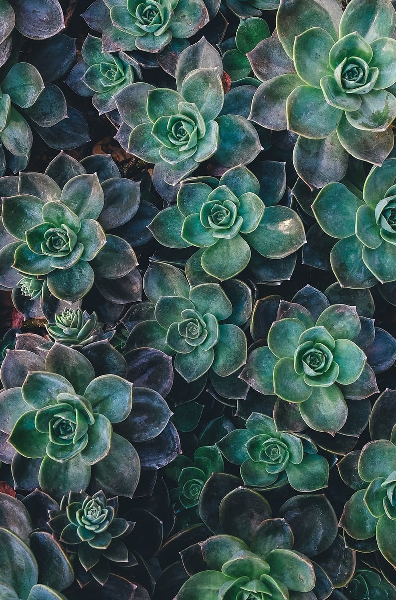 Vertical Garden Succulents